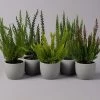 Besenheide SKYLINE®, Mischung Zufällig, Topf-Ø 6 Cm, 12er-Set -Pflanzen Paradies Verkauf 0664400083 Calluna Skyline T6 116570