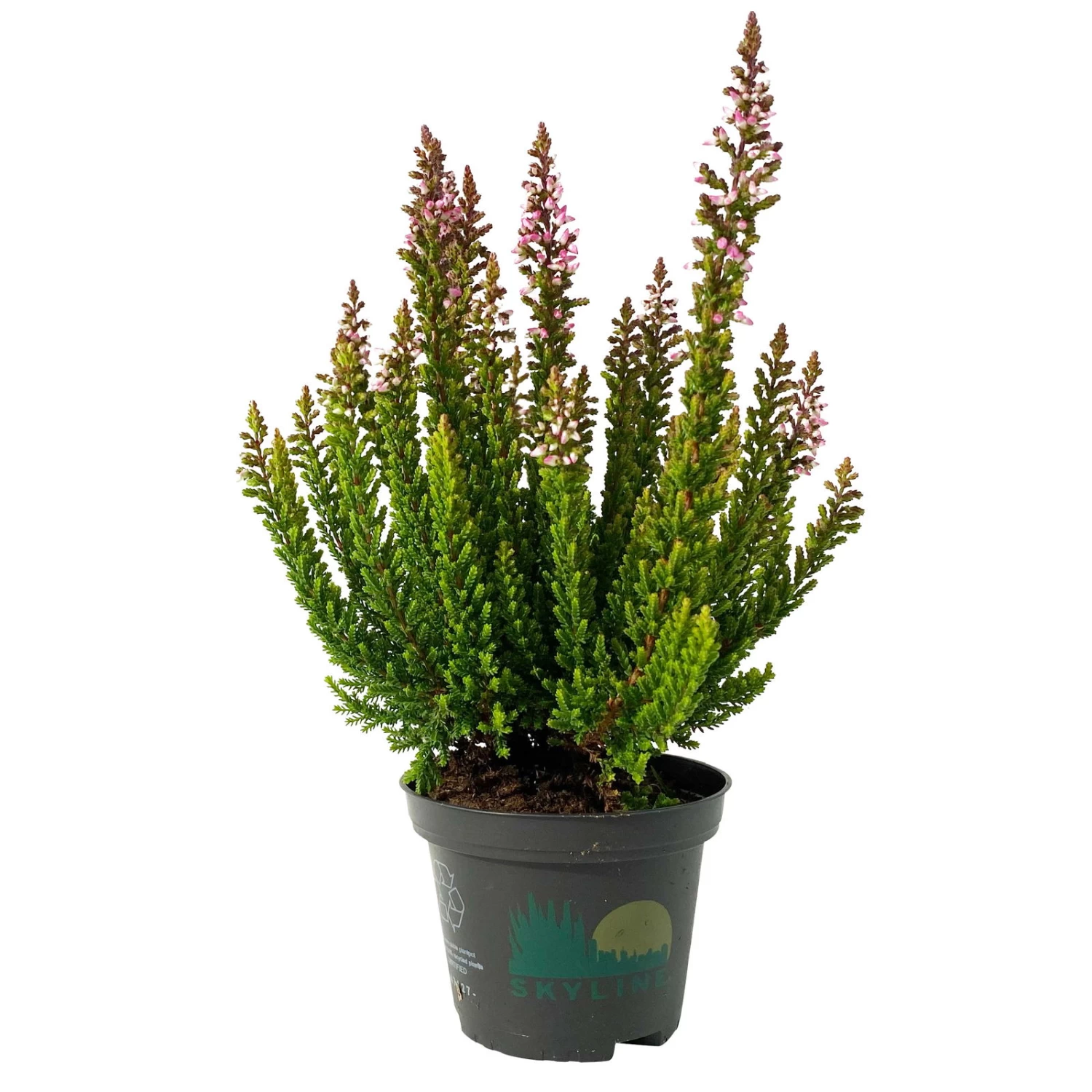 Besenheide SKYLINE®, Mischung Zufällig, Topf-Ø 6 Cm, 12er-Set 4 Besenheide SKYLINE®, Mischung Zufällig, Topf-Ø 6 Cm, 12er-Set – Bild 2