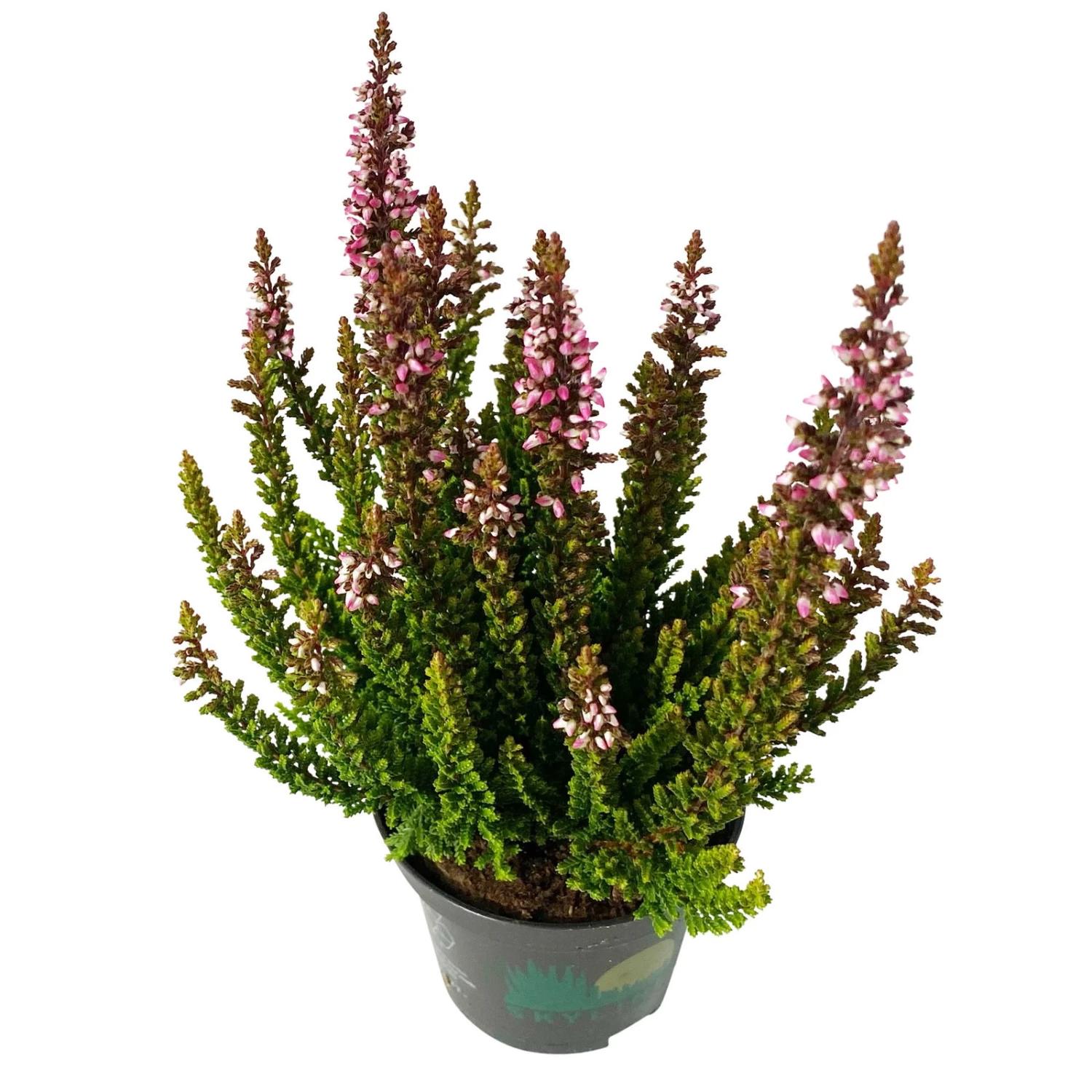 Besenheide SKYLINE®, Mischung Zufällig, Topf-Ø 6 Cm, 12er-Set 5 Besenheide SKYLINE®, Mischung Zufällig, Topf-Ø 6 Cm, 12er-Set – Bild 3