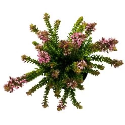 Besenheide SKYLINE®, Mischung Zufällig, Topf-Ø 6 Cm, 12er-Set 25 Besenheide SKYLINE®, Mischung Zufällig, Topf-Ø 6 Cm, 12er-Set -Pflanzen Paradies Verkauf 0664400083 Calluna Skyline Variante1 T6 5 116573