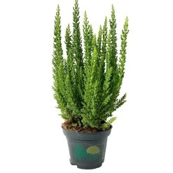 Besenheide SKYLINE®, Mischung Zufällig, Topf-Ø 6 Cm, 12er-Set 29 Besenheide SKYLINE®, Mischung Zufällig, Topf-Ø 6 Cm, 12er-Set -Pflanzen Paradies Verkauf 0664400083 Calluna Skyline Variante3 T6 2 116577