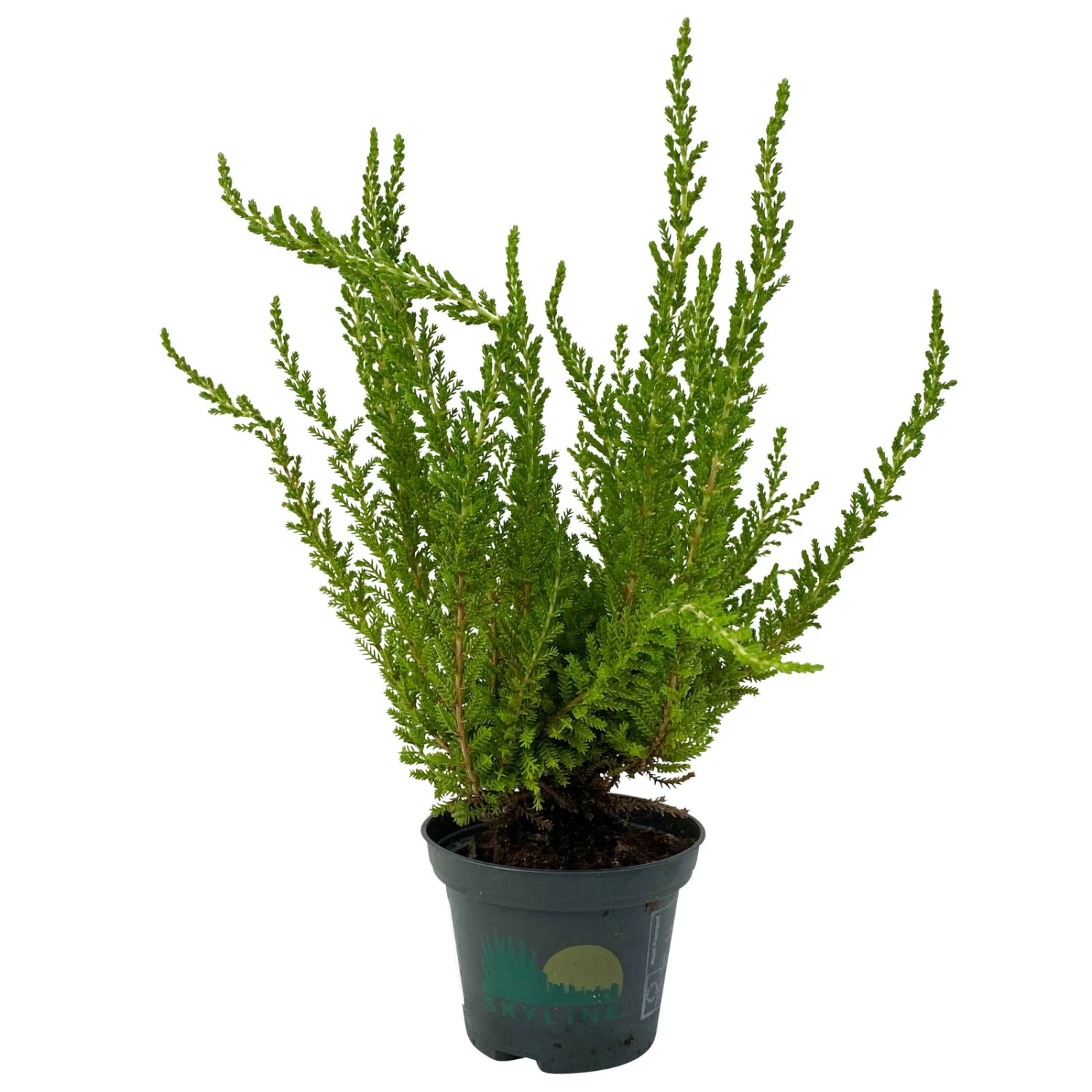 Besenheide SKYLINE®, Mischung Zufällig, Topf-Ø 6 Cm, 12er-Set 14 Besenheide SKYLINE®, Mischung Zufällig, Topf-Ø 6 Cm, 12er-Set – Bild 12