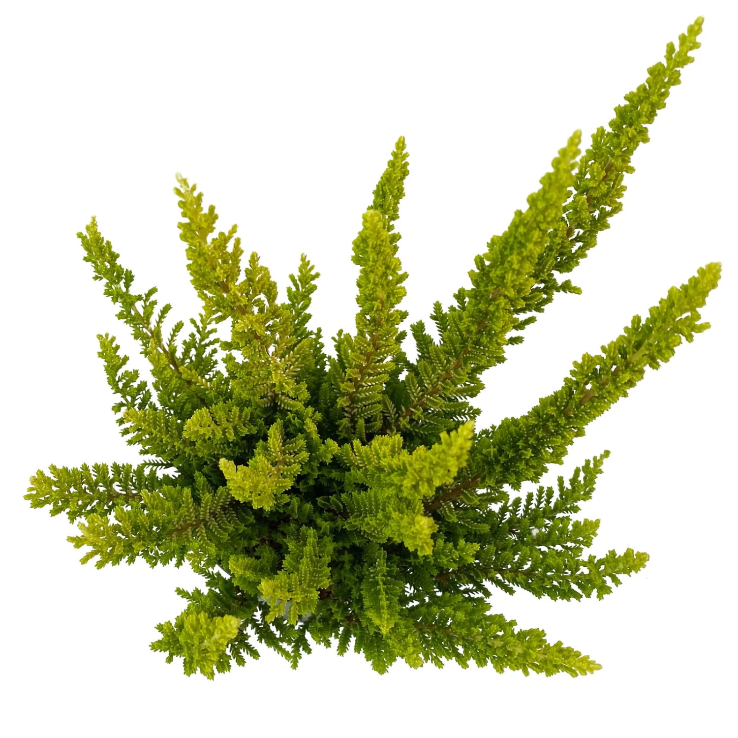 Besenheide SKYLINE®, Mischung Zufällig, Topf-Ø 6 Cm, 12er-Set 20 Besenheide SKYLINE®, Mischung Zufällig, Topf-Ø 6 Cm, 12er-Set – Bild 18