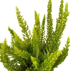 Besenheide SKYLINE®, Mischung Zufällig, Topf-Ø 6 Cm, 12er-Set 40 Besenheide SKYLINE®, Mischung Zufällig, Topf-Ø 6 Cm, 12er-Set -Pflanzen Paradies Verkauf 0664400083 Calluna Skyline Variante5 T6 6 116588