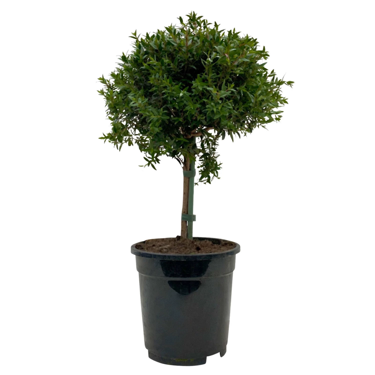 Myrte Weiß, Stamm, Topf-Ø 17 Cm, Höhe Ca. 35 Cm 3 Myrte Weiß, Stamm, Topf-Ø 17 Cm, Höhe Ca. 35 Cm