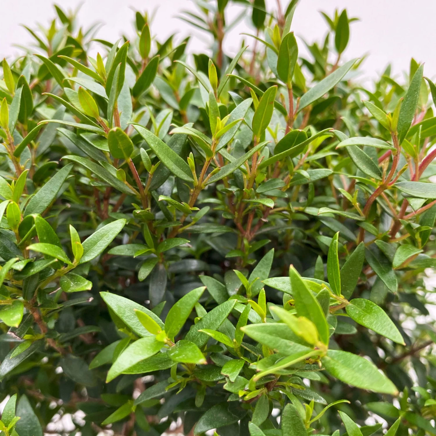 Myrte Weiß, Stamm, Topf-Ø 17 Cm, Höhe Ca. 35 Cm 4 Myrte Weiß, Stamm, Topf-Ø 17 Cm, Höhe Ca. 35 Cm – Bild 2