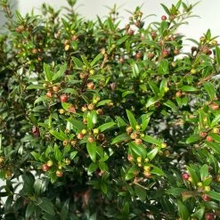 Myrte Weiß, Busch, Topf-Ø 19 Cm, Höhe Ca. 35 Cm -Pflanzen Paradies Verkauf 0670200105 Myrtus microphylla T19 Busch 8 109725