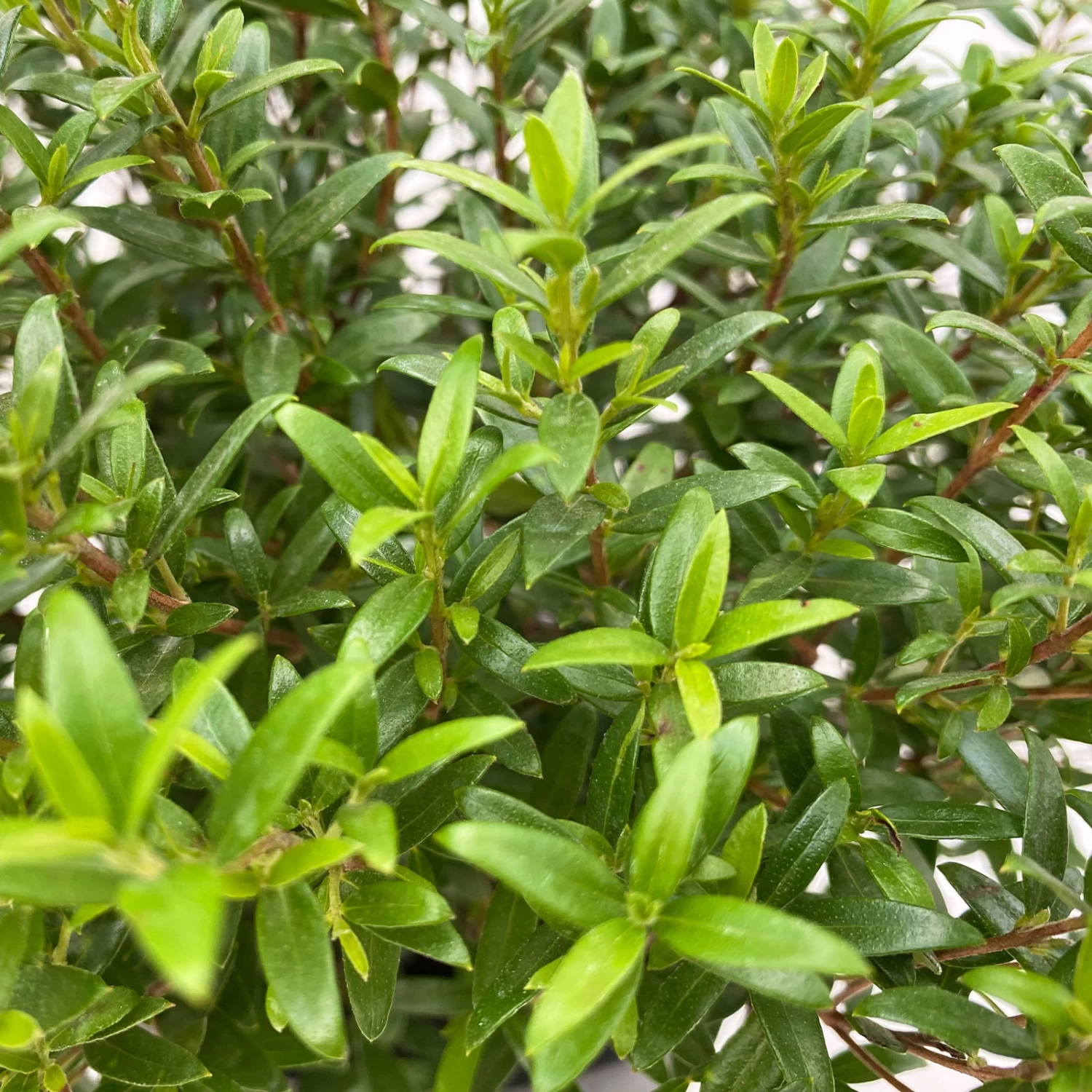 Myrte Weiß, Busch, Topf-Ø 15 Cm, Höhe Ca. 25 Cm, 2er-Set 9 Myrte Weiß, Busch, Topf-Ø 15 Cm, Höhe Ca. 25 Cm, 2er-Set – Bild 7