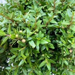 Myrte Weiß, Busch, Topf-Ø 15 Cm, Höhe Ca. 25 Cm, 2er-Set 17 Myrte Weiß, Busch, Topf-Ø 15 Cm, Höhe Ca. 25 Cm, 2er-Set -Pflanzen Paradies Verkauf 0670200111 Myrtus microphylla Busch T15 2er Set 4 109727