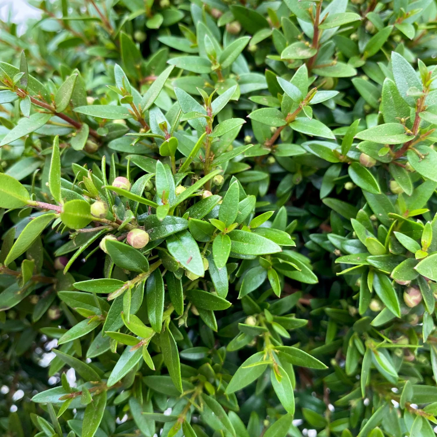 Myrte Weiß, Busch, Topf-Ø 15 Cm, Höhe Ca. 25 Cm, 2er-Set 8 Myrte Weiß, Busch, Topf-Ø 15 Cm, Höhe Ca. 25 Cm, 2er-Set – Bild 6