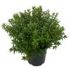 Myrte Weiß, Busch, Topf-Ø 15 Cm, Höhe Ca. 25 Cm, 2er-Set -Pflanzen Paradies Verkauf 0670200111 Myrtus microphylla Busch T15 2er Set 8 109785