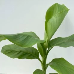 Bananenpflanze, Topf-Ø 17 Cm, Höhe Ca. 60 Cm, 2er-Set -Pflanzen Paradies Verkauf 0680100202 0680100219 Musa basjo 6 111828