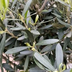 Olivenbaum, Stämmchen, Topf-Ø Ca. 32 Cm, Höhe Ca. 140 Cm -Pflanzen Paradies Verkauf 0680200020 Koelle Olea europaea Stamm T33 4 90761