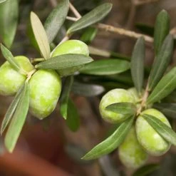 Olivenbaum 'Bonsai', Stämmchen, Topf-Ø 25 Cm, Höhe Ca. 110 Cm -Pflanzen Paradies Verkauf 0680200048 0680200051 0680200054 0680200057 0680200061 0680200075 Koelle Olea europaea Busch1 76776 2