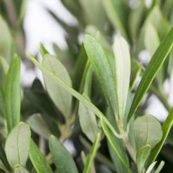 Olivenbaum ''Pompon', Verzweigter Stamm, Topf-Ø Ca. 33 Cm, Höhe Ca. 130 Cm -Pflanzen Paradies Verkauf 0680200048 0680200051 0680200054 0680200057 0680200061 0680200075 Koelle Olea europaea Busch 76777 3