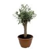 Olivenbaum 'Bonsai', Stämmchen, Topf-Ø 25 Cm, Höhe Ca. 110 Cm 2 Olivenbaum 'Bonsai', Stämmchen, Topf-Ø 25 Cm, Höhe Ca. 110 Cm -Pflanzen Paradies Verkauf 0680200048 Koelle Olea europaea Schale T25 4 104346