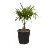 Hanfpalme, Topf-Ø 28 Cm, Höhe Ca. 80-90 Cm -Pflanzen Paradies Verkauf 0680300028 Trachycarpus fortunei T28 H100 2 92425