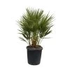 Chamaerops Humilis, Topf-Ø 35 Cm, Höhe Ca. 100-120 Cm -Pflanzen Paradies Verkauf 0680300037 Chamaerops humilis T35 2 91061