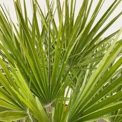 Chamaerops Humilis, Topf-Ø 35 Cm, Höhe Ca. 100-120 Cm -Pflanzen Paradies Verkauf 0680300037 Chamaerops humilis T35 3 90760
