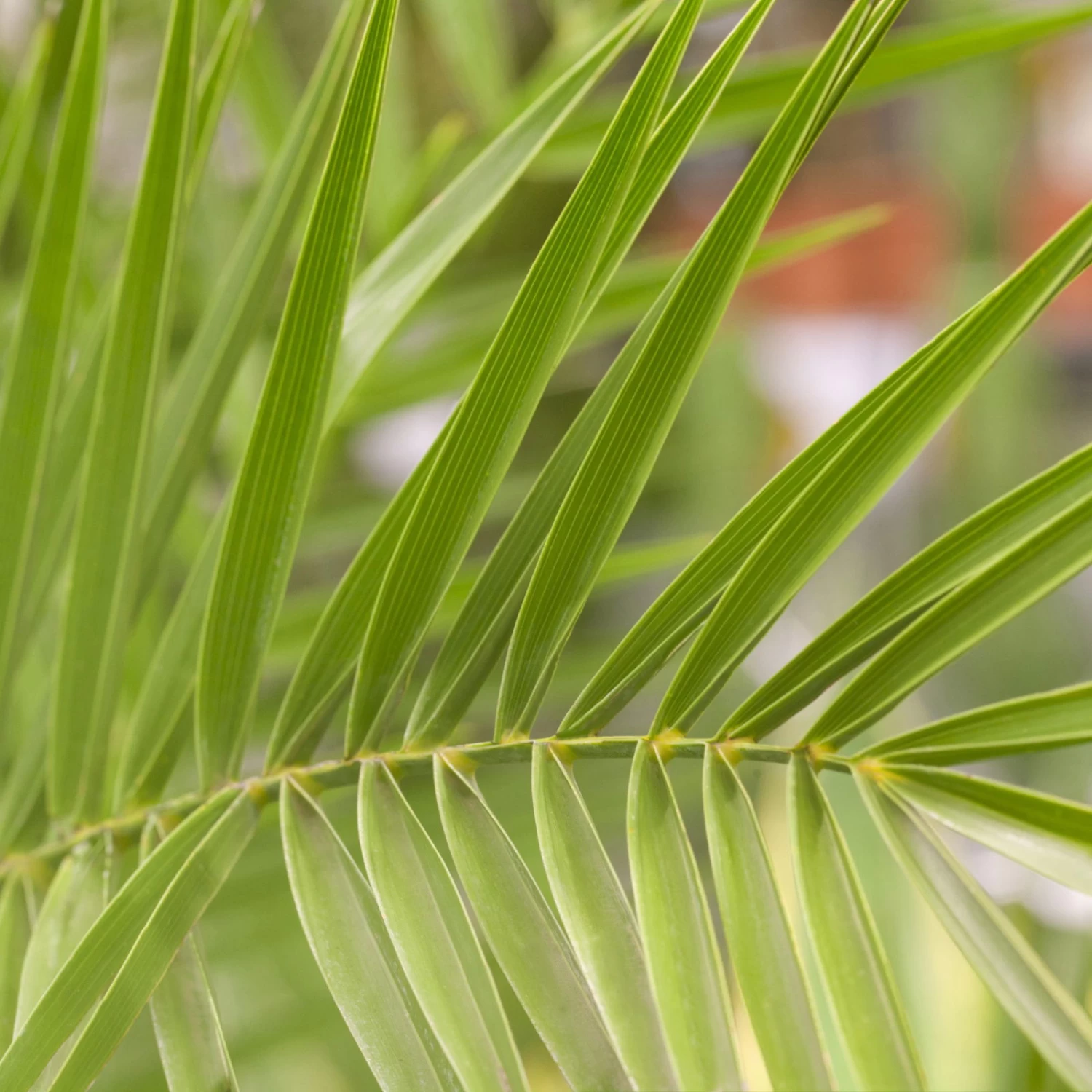 Dattelpalme, Topf-Ø 20 Cm, Höhe Ca. 90 Cm 3 Dattelpalme, Topf-Ø 20 Cm, Höhe Ca. 90 Cm