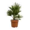 Chamaerops Humilis 'Sicilia', Topf-Ø 26 Cm, Höhe Ca. 100 Cm -Pflanzen Paradies Verkauf 0680300050 Chamaerops humilis T26 Sicilia H100 120 1 92459