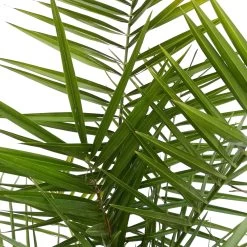 Dattelpalme, Topf-Ø 20 Cm, Höhe Ca. 90 Cm 7 Dattelpalme, Topf-Ø 20 Cm, Höhe Ca. 90 Cm -Pflanzen Paradies Verkauf 0680300059 Phoenix canariensis T1819 H80 100 2 78694