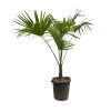 Hanfpalme, Topf-Ø 35 Cm, Höhe Ca. 130-140 Cm -Pflanzen Paradies Verkauf 0680300061 Trachycarpus fortuneii T35 2 91062