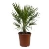 Chamaerops Humilis, Topf-Ø 24 Cm, Höhe Ca. 70 Cm -Pflanzen Paradies Verkauf 0680300076 Chamaerops humilis 1 110030
