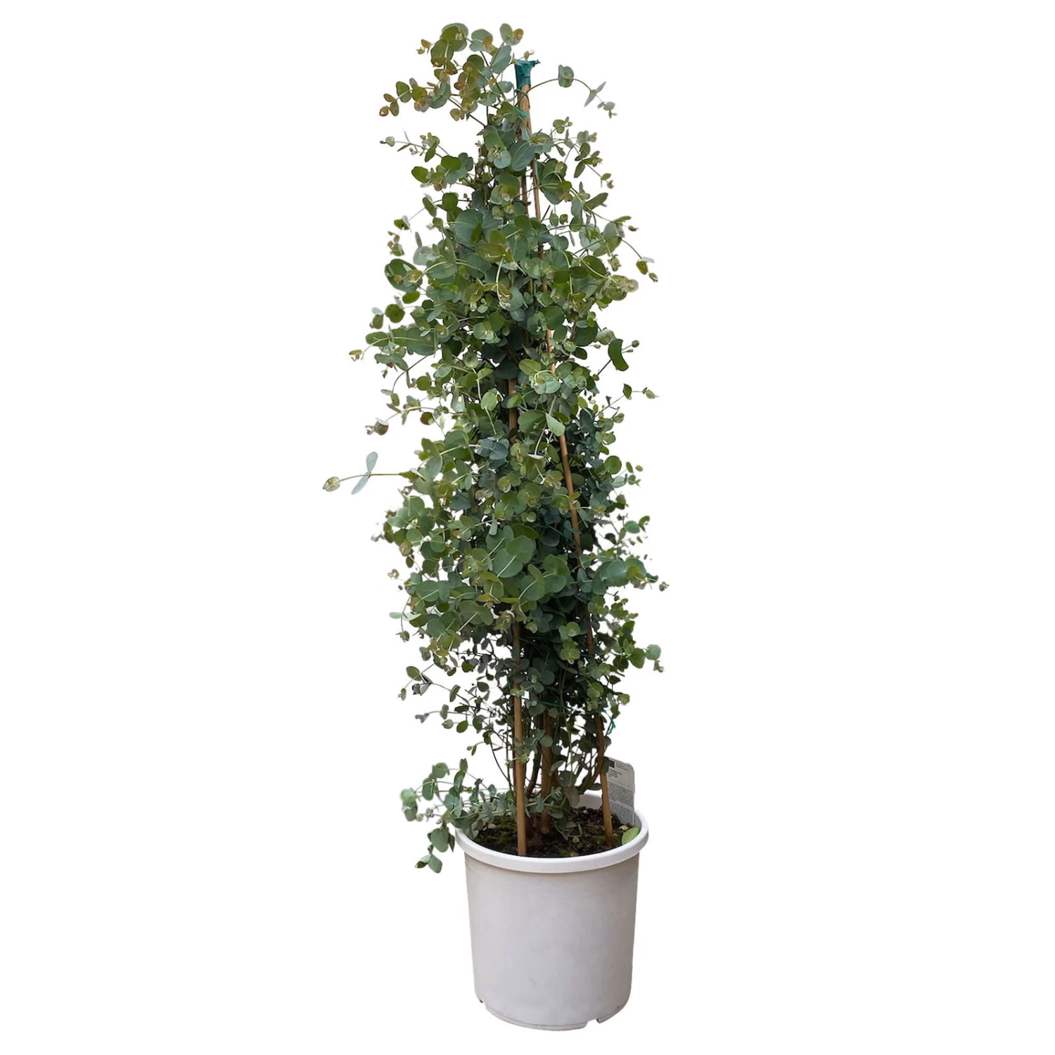 Eukalyptus, Pyramide, Topf-Ø 24 Cm, Höhe Ca. 90 Cm 3 Eukalyptus, Pyramide, Topf-Ø 24 Cm, Höhe Ca. 90 Cm – Bild 2