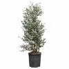Eukalyptus, Pyramide, Topf-Ø 24 Cm, Höhe Ca. 90 Cm -Pflanzen Paradies Verkauf 0680400009 Eucalyptus gunnii Pyramide T2224 1 114182