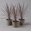 Keulenlilie 'Red Star' Rotlaubig, Topf-Ø 13 Cm, 3er-Set -Pflanzen Paradies Verkauf 0680400124 cordyline red star 1 124114