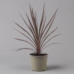 Keulenlilie 'Red Star' Rotlaubig, Topf-Ø 13 Cm, 3er-Set -Pflanzen Paradies Verkauf 0680400124 cordyline red star 2 124116
