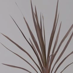 Keulenlilie 'Red Star' Rotlaubig, Topf-Ø 13 Cm, 3er-Set -Pflanzen Paradies Verkauf 0680400124 cordyline red star 3 124117