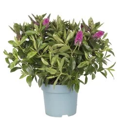 Hebe Lila, Topf-Ø 15 Cm, 3er-Set -Pflanzen Paradies Verkauf 0690100083 koelle hebe t15 purpur emma 2 68847