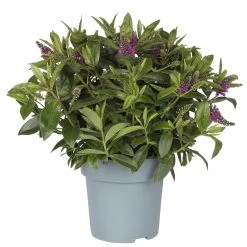 Hebe Lila, Topf-Ø 15 Cm, 3er-Set -Pflanzen Paradies Verkauf 0690100125 koelle hebe t15 magenta nikka 1 68834