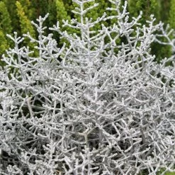 Calocephalus & Mühlenbeckie, Topf-Ø 23 Cm -Pflanzen Paradies Verkauf 0690100135 Calocephalus brownii 12 13cm Topf 01 43993