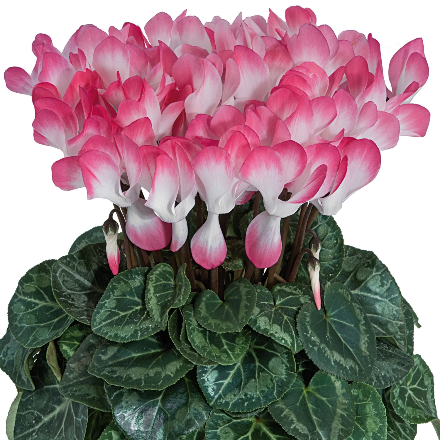 Alpenveilchen 'Indiaka® Lachs-weiß Geflammt, Topf-Ø 12 Cm, 6er-Set 3 Alpenveilchen 'Indiaka® Lachs-weiß Geflammt, Topf-Ø 12 Cm, 6er-Set