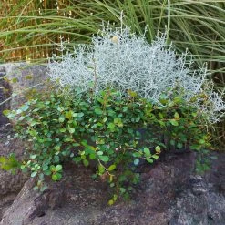 Calocephalus & Mühlenbeckie, Topf-Ø 23 Cm -Pflanzen Paradies Verkauf 0690100359 Calocephalus Muehlenbeckia XXL Schale T27 Mueca WS 2 94958