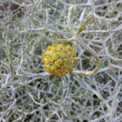 Calocephalus & Mühlenbeckie, Topf-Ø 23 Cm -Pflanzen Paradies Verkauf 0690100359 Calocephalus Muehlenbeckia XXL Schale T27 Mueca WS 4 94959