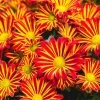 Chrysanthemen 'Rainbow Circus' Rot-gelb Gestreift Topf-Ø 14 Cm, 4er-Set -Pflanzen Paradies Verkauf 0690110190 Chrysanthemum Rainbow Circus image007 79346