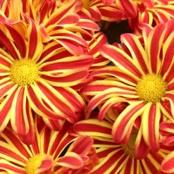 Chrysanthemen 'Rainbow Circus' Rot-gelb Gestreift Topf-Ø 14 Cm, 4er-Set -Pflanzen Paradies Verkauf 0690110190 Chrysanthemum Rainbow Circus image008 79349