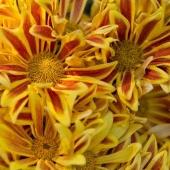 Chrysanthemen 'Rainbow Lake Worth' Gelb-rot Gestreift, Topf-Ø 14 Cm, 4er-Set -Pflanzen Paradies Verkauf 0690110192 KB chrysanthemum indicum 6er Set Rainbow Lake Worth gelb rot ungefuellt201 79438