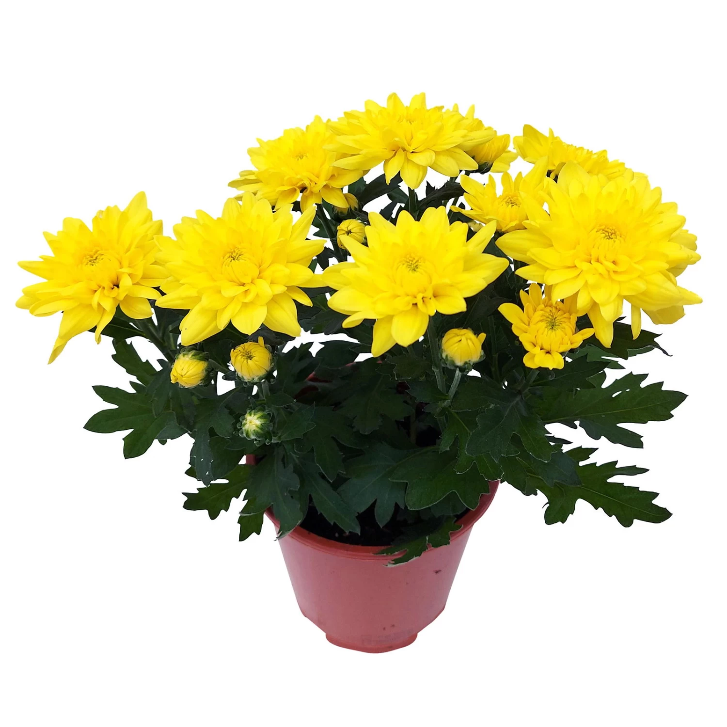 Chrysanthemen 'Chrysanne® Grandezza Yellow', Gelb, Topf-Ø 13 Cm, 6er-Set 5 Chrysanthemen 'Chrysanne® Grandezza Yellow', Gelb, Topf-Ø 13 Cm, 6er-Set – Bild 3