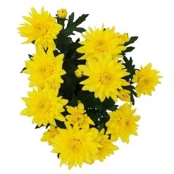 Chrysanthemen 'Chrysanne® Grandezza Yellow', Gelb, Topf-Ø 13 Cm, 6er-Set 12 Chrysanthemen 'Chrysanne® Grandezza Yellow', Gelb, Topf-Ø 13 Cm, 6er-Set -Pflanzen Paradies Verkauf 0690110207 Chrysantheme Grandezza gelb image005 81603