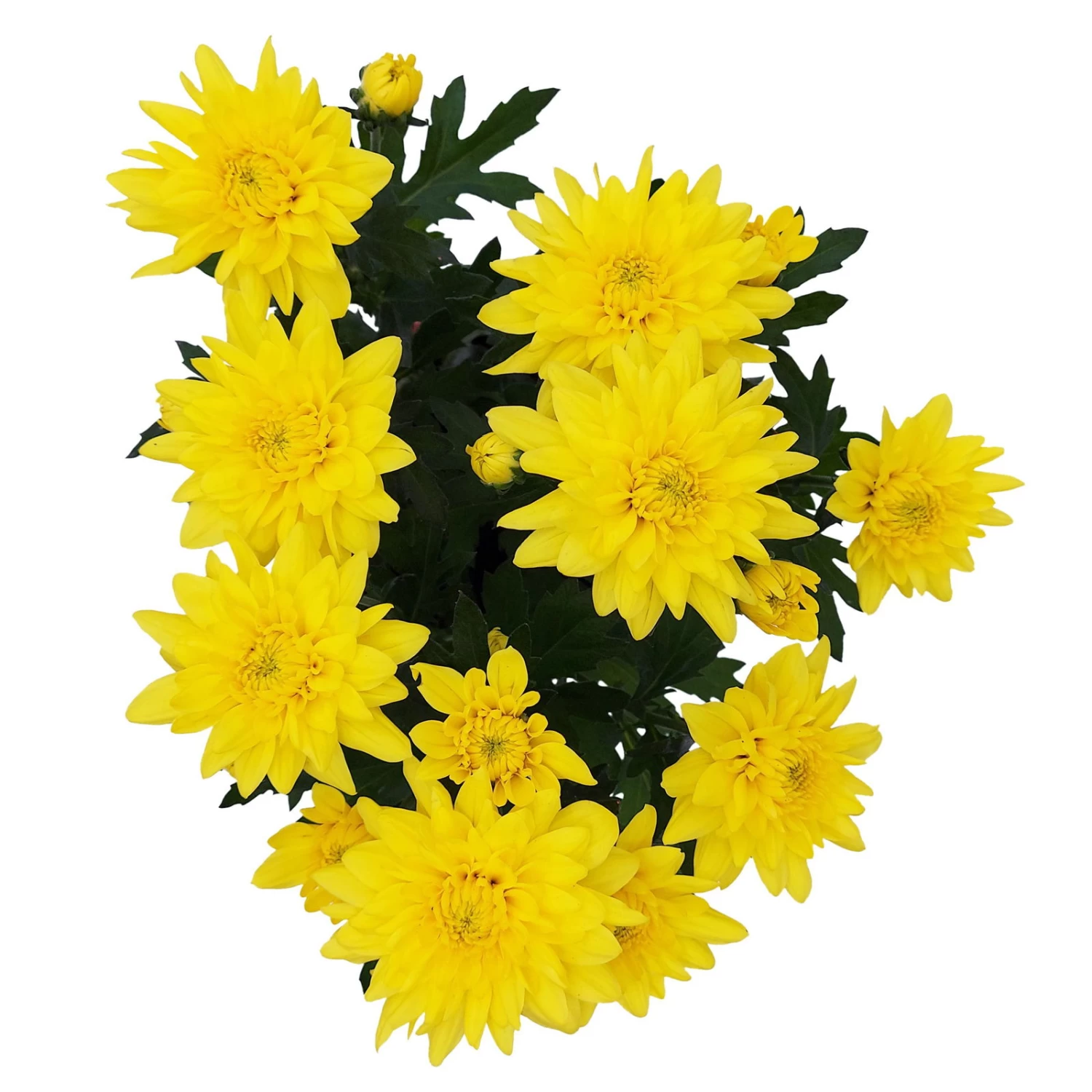 Chrysanthemen 'Chrysanne® Grandezza Yellow', Gelb, Topf-Ø 13 Cm, 6er-Set 6 Chrysanthemen 'Chrysanne® Grandezza Yellow', Gelb, Topf-Ø 13 Cm, 6er-Set – Bild 4