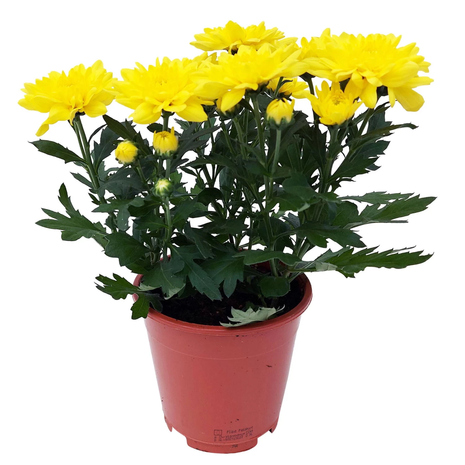 Chrysanthemen 'Chrysanne® Grandezza Yellow', Gelb, Topf-Ø 13 Cm, 6er-Set 7 Chrysanthemen 'Chrysanne® Grandezza Yellow', Gelb, Topf-Ø 13 Cm, 6er-Set – Bild 5
