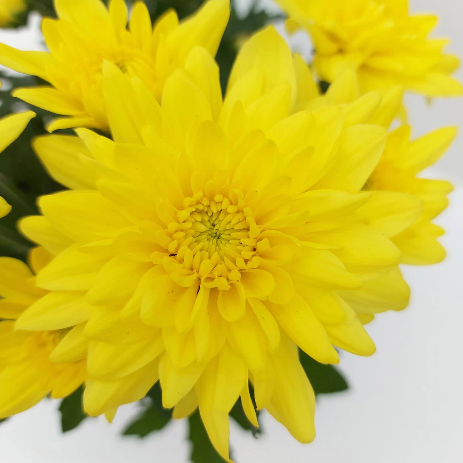 Chrysanthemen 'Chrysanne® Grandezza Yellow', Gelb, Topf-Ø 13 Cm, 6er-Set 4 Chrysanthemen 'Chrysanne® Grandezza Yellow', Gelb, Topf-Ø 13 Cm, 6er-Set – Bild 2