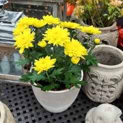 Chrysanthemen 'Chrysanne® Grandezza Yellow', Gelb, Topf-Ø 13 Cm, 6er-Set
