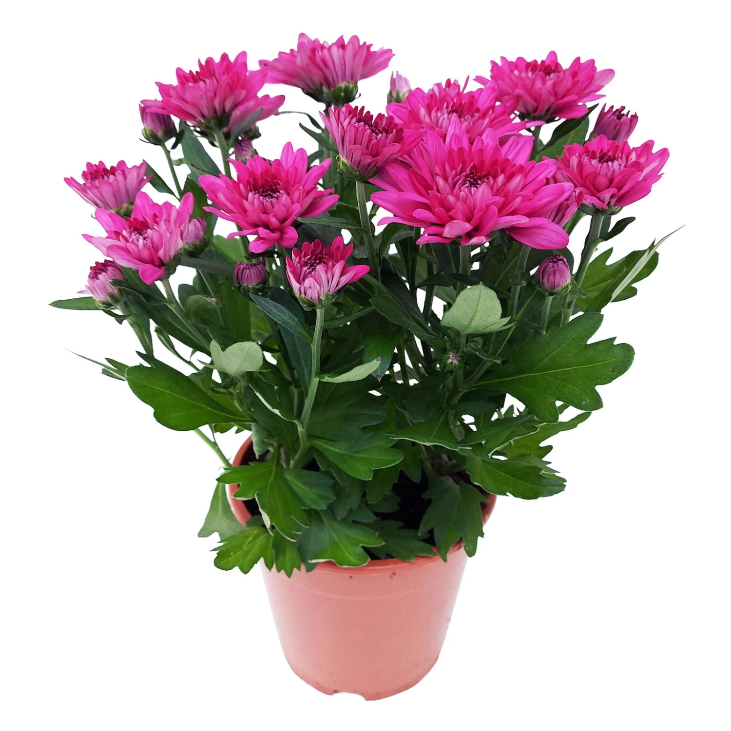 Chrysanthemen 'Chrysanne® Grandezza Purple', Lila, Topf-Ø 13 Cm, 6er-Set 7 Chrysanthemen 'Chrysanne® Grandezza Purple', Lila, Topf-Ø 13 Cm, 6er-Set – Bild 5