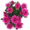 Chrysanthemen 'Chrysanne® Grandezza Purple', Lila, Topf-Ø 13 Cm, 6er-Set 2 Chrysanthemen 'Chrysanne® Grandezza Purple', Lila, Topf-Ø 13 Cm, 6er-Set -Pflanzen Paradies Verkauf 0690110210 Chrysantheme Grandezza purple image006 81609